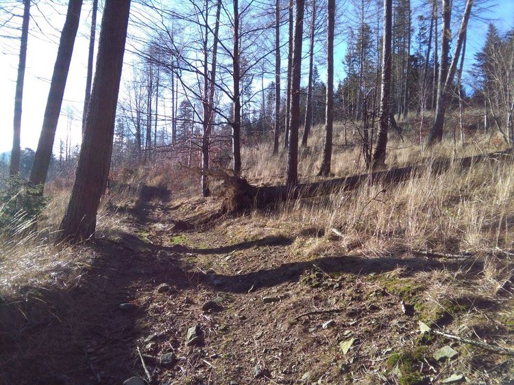 Kopiec — zdjęcie 1