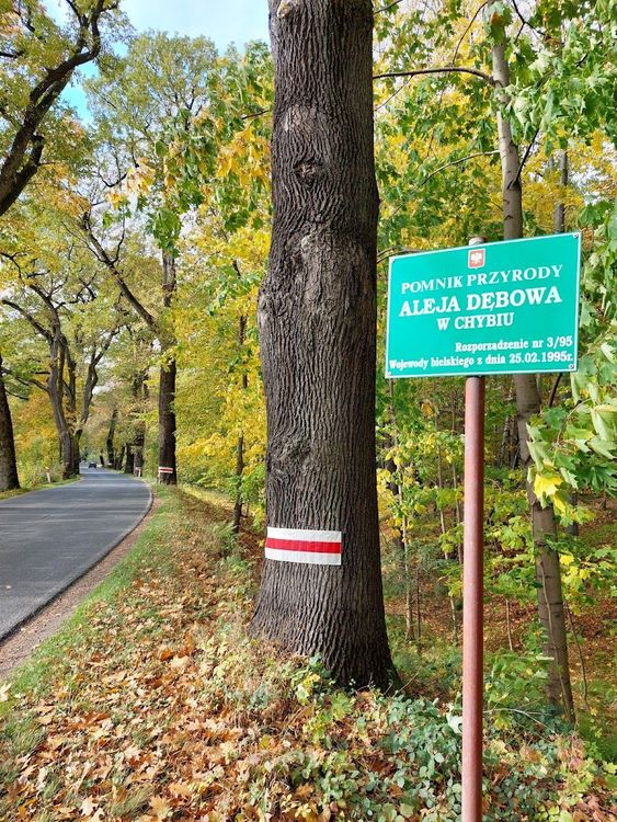 Pomnik Przyrody Aleja Dębowa w Chybiu — zdjęcie 2