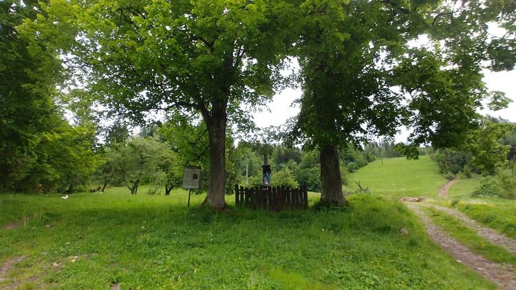 Pomnik przyrody - Stanowisko storczyków w Zlatnej Hucie — zdjęcie 2