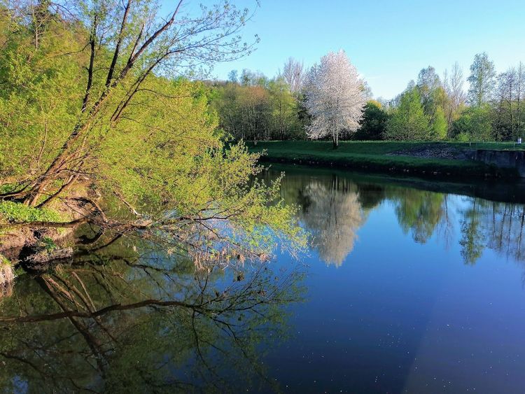 Rezerwat przyrody Lasek Miejski nad Olzą — zdjęcie 2