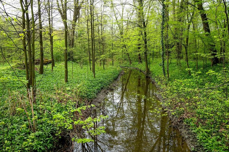 Rezerwat przyrody Lasek Miejski nad Olzą — zdjęcie 3